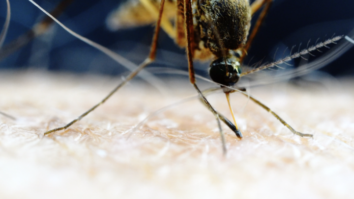 Mosquito spike on Little Cayman